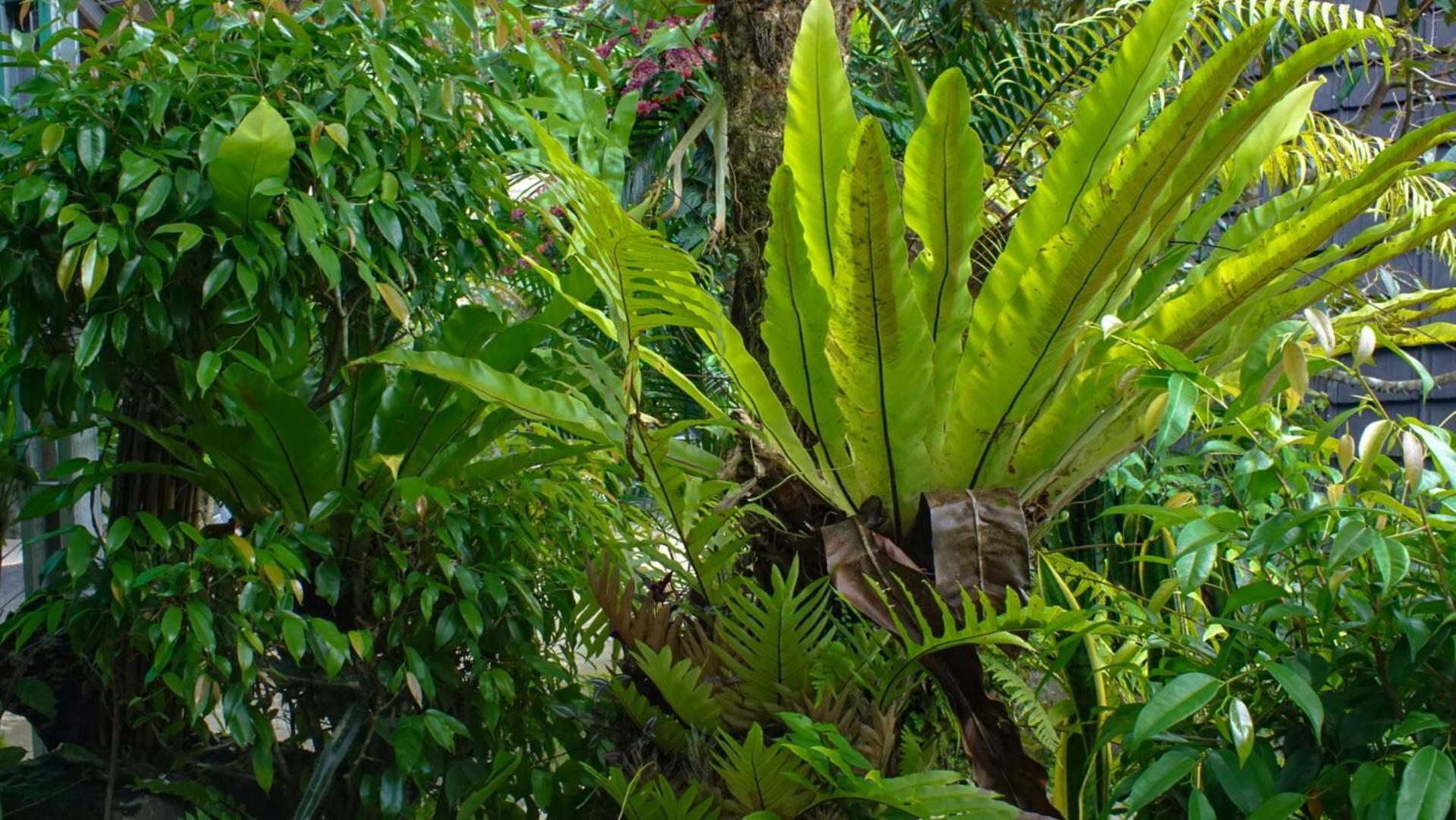 Goa Walet Cottage Praya Esterno foto